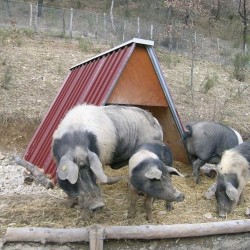 Refugio de chapa para ganado ovino, porcino, caprino