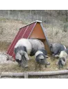 Refugio de chapa para ganado ovino, porcino, caprino